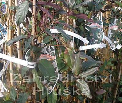 zimolez - Lonicera japonica Purpurea