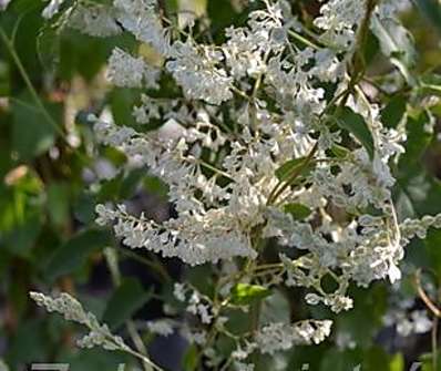 rdesno - Polygonum aubretii