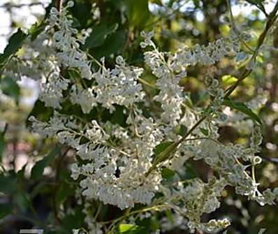 rdesno - Polygonum aubretii