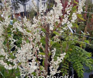 rdesno - Polygonum aubretii