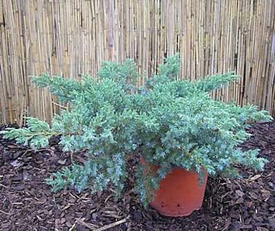 jalovec - Juniperus squamata 'Blue Schweden'.