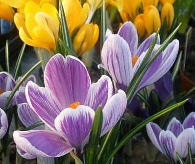Crocus