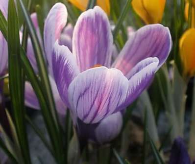 Crocus