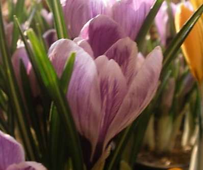 Crocus