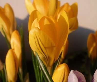 Crocus