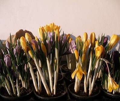 Crocus