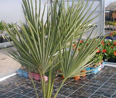 Livistonia