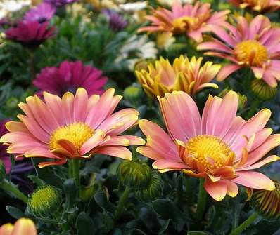 Osteospermum