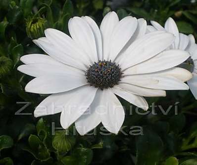 Osteospermum