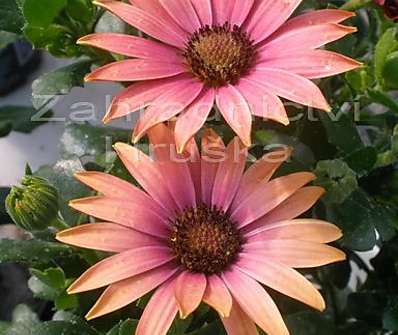 Osteospermum