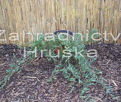 jalovec - Juniperus horizontalis 'Douglasii'
