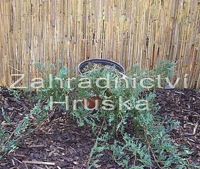 jalovec - Juniperus horizontalis 'Douglasii'