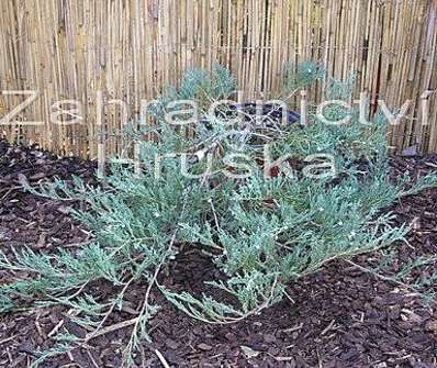 jalovec - Juniperus horizontalis 'Douglasii'