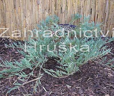 jalovec - Juniperus horizontalis 'Douglasii'