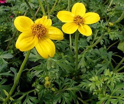 Bidens
