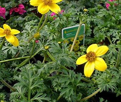 Bidens