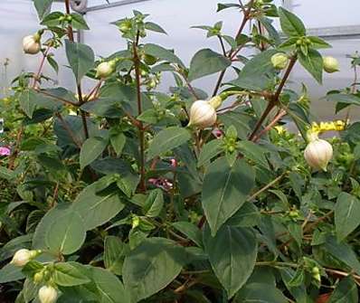 Fuchsie..
