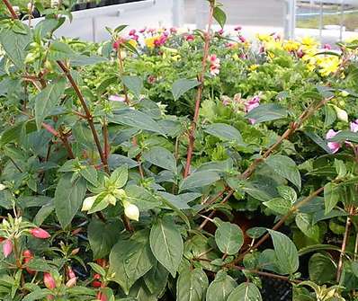 Fuchsie..