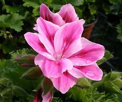 Pelargonium anglický