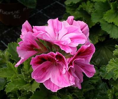 Pelargonium anglický