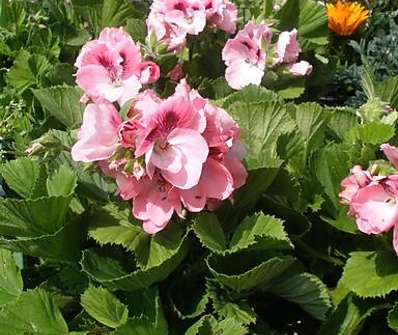 Pelargonium anglický