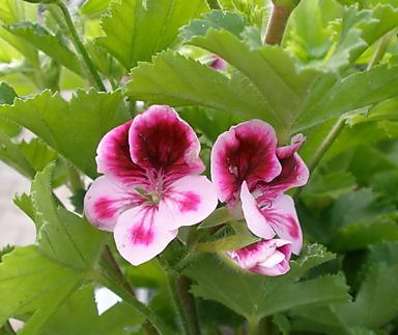 Pelargonium anglický