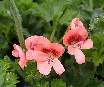Pelargonium anglický
