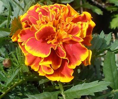 Tagetes