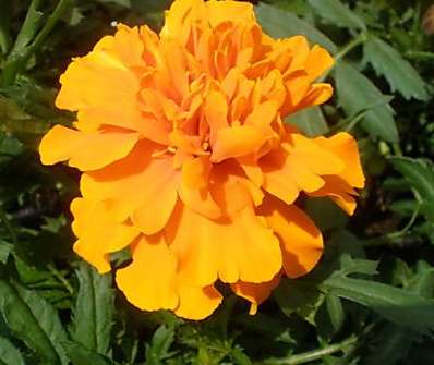 Tagetes