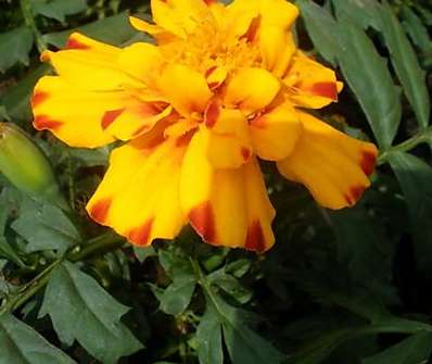 Tagetes