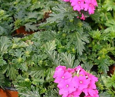 Verbena