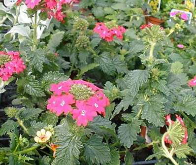 Verbena