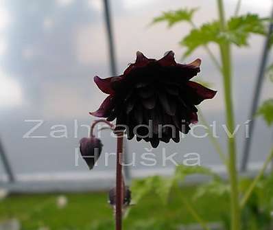 Aquilegia vulgris Black Barlow