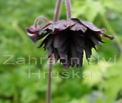 Aquilegia vulgris Black Barlow