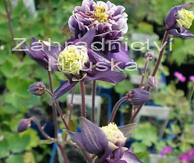 Aquilegia vulg. Winky Double Blue White