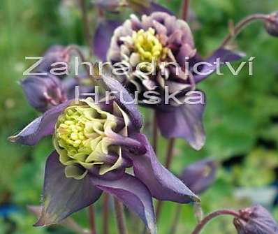 Aquilegia vulg. Winky Double Blue White