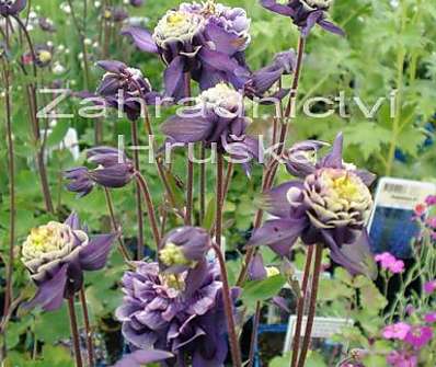 Aquilegia vulg. Winky Double Blue White