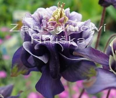 Aquilegia vulg. Winky Double Blue White