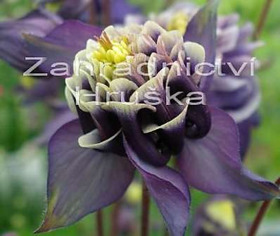 Aquilegia vulg. Winky Double Blue White