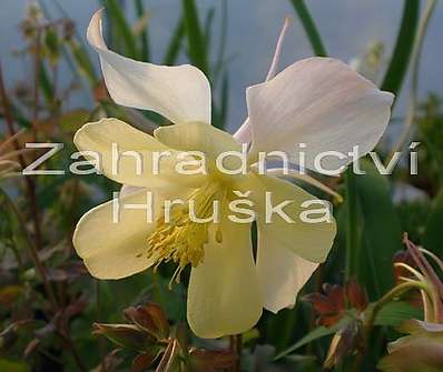 Aquilegia Caeruela Origami Yellow