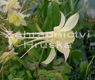 Aquilegia Caeruela Origami Yellow