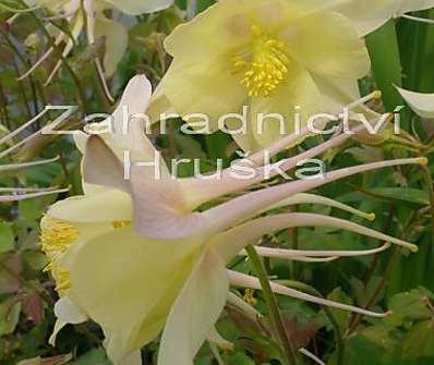 Aquilegia Caeruela Origami Yellow