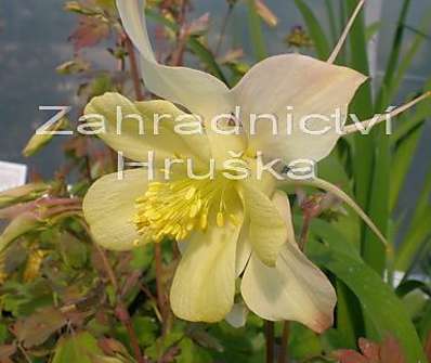 Aquilegia Caeruela Origami Yellow