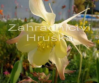 Aquilegia Caeruela Origami Yellow