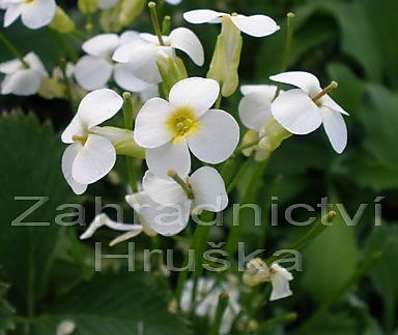 Arabis caucasica Pixie Crean