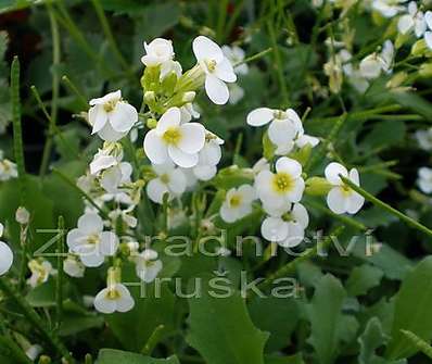 Arabis caucasica Pixie Crean