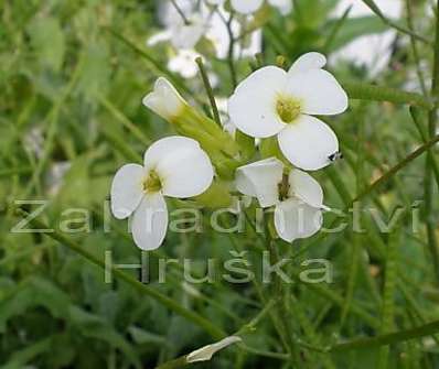 Arabis caucasica Pixie Crean