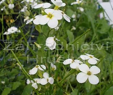 Arabis caucasica Pixie Crean