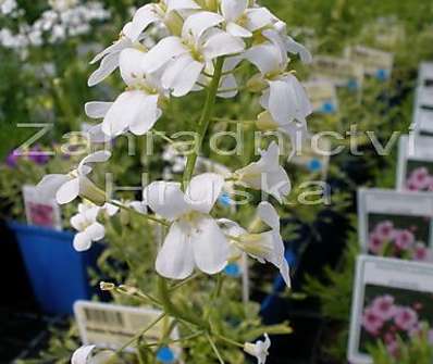 Arabis ferdinandi - coburgii Old Gold