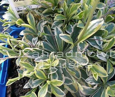 Arabis ferdinandi - coburgii Old Gold